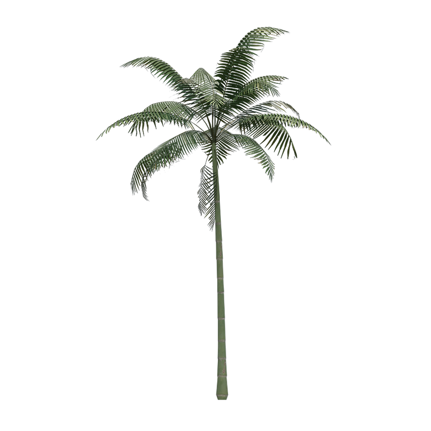 Arecaceae - Palms Tree (Large)